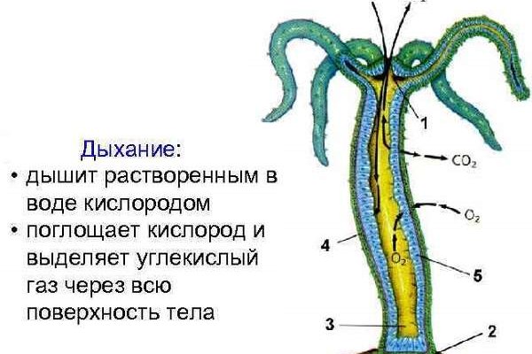 Официальная ссылка на кракен в тор